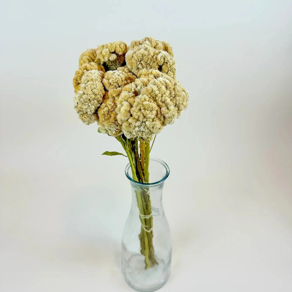 Floral - Dried Celosia