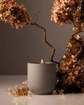 Homecourt Candle in Cece