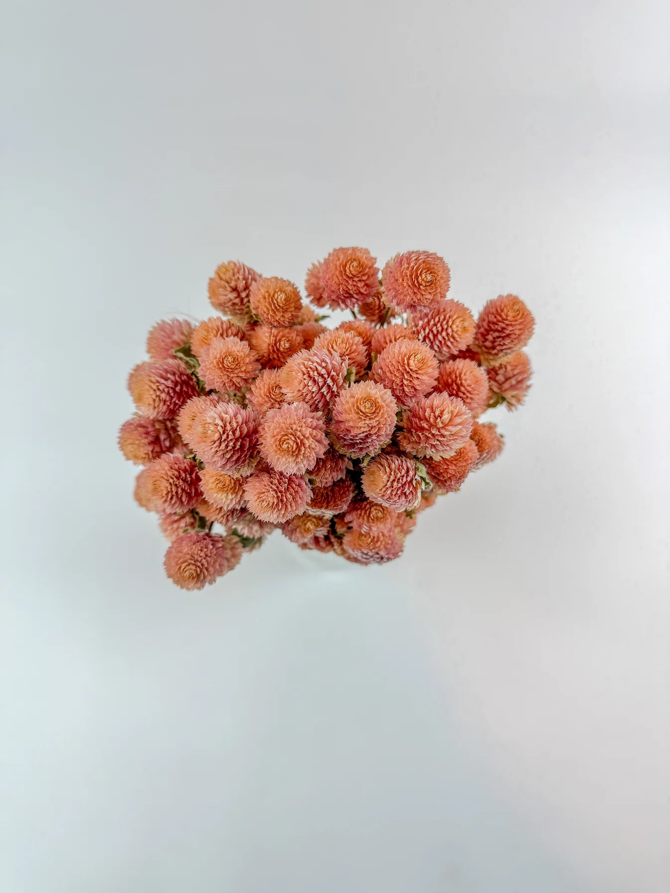 Florals - Globe Amaranth in Rose Pink