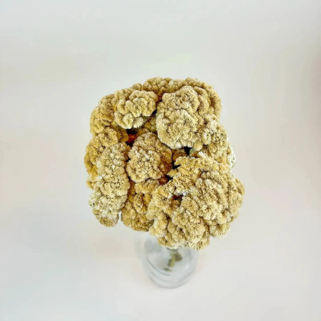 Floral - Dried Celosia