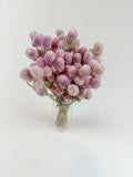 Florals - Globe Amaranth in Blush Pink