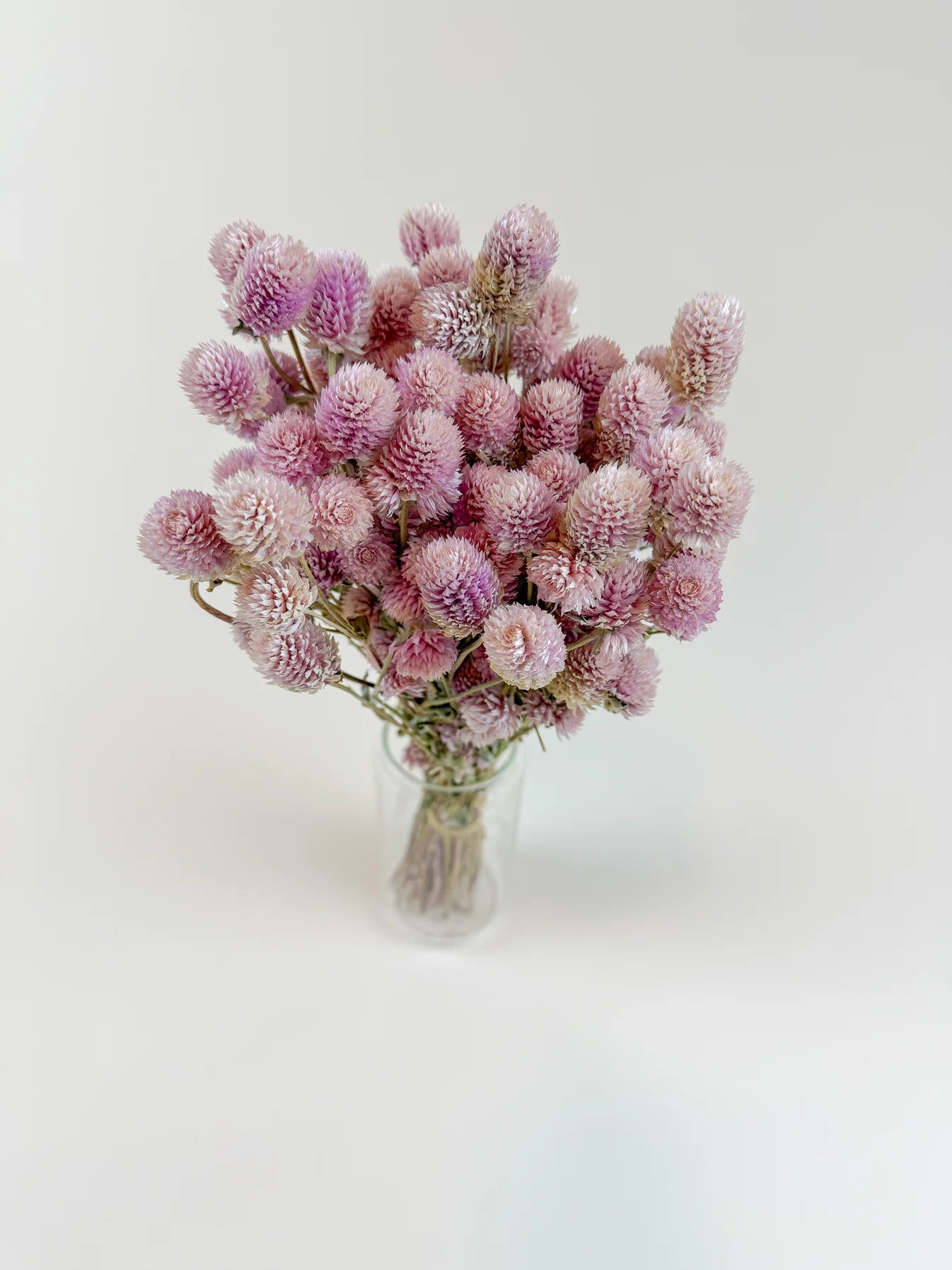 Florals - Globe Amaranth in Blush Pink