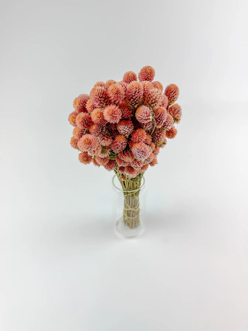 Florals - Globe Amaranth in Rose Pink